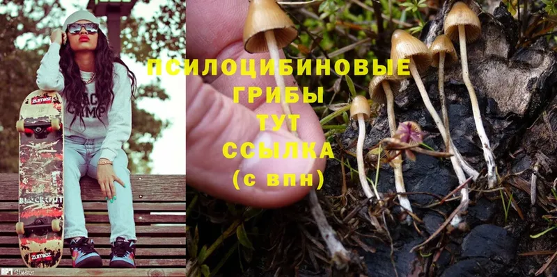 как найти   Нефтекамск  Псилоцибиновые грибы MAGIC MUSHROOMS 